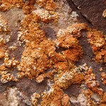 Xanthoria borealis