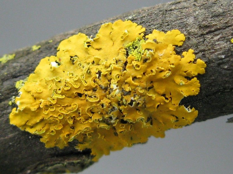 Xanthoria fallax
