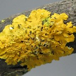 Xanthoria fallax
