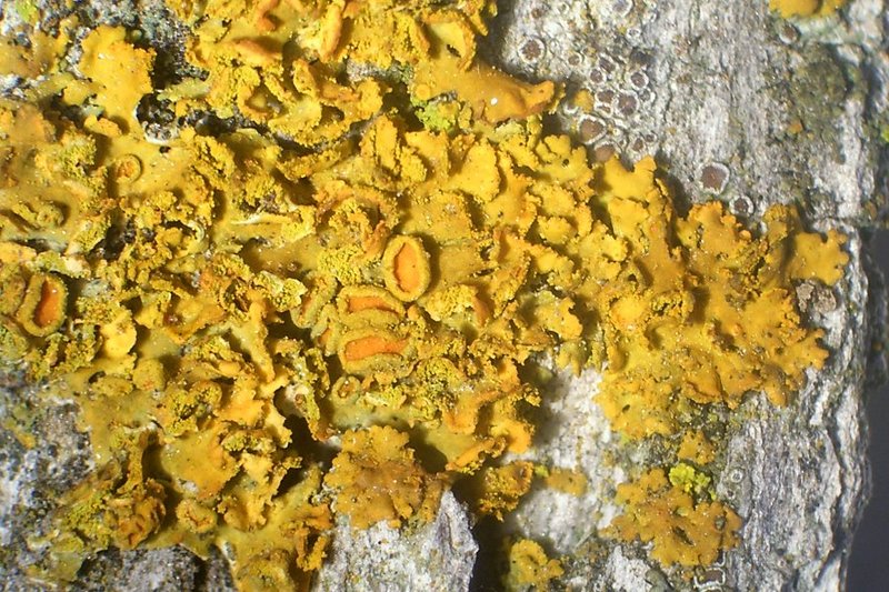 Xanthoria fallax