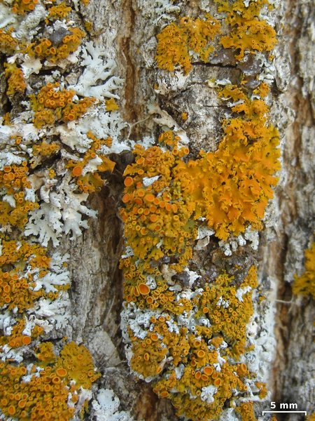 Xanthoria fallax