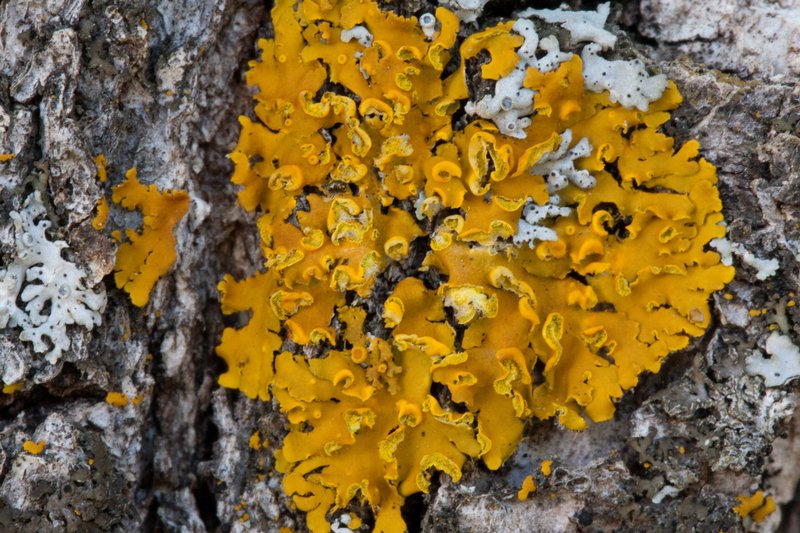 Xanthoria fallax