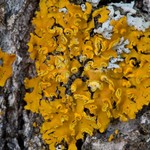 Xanthoria fallax