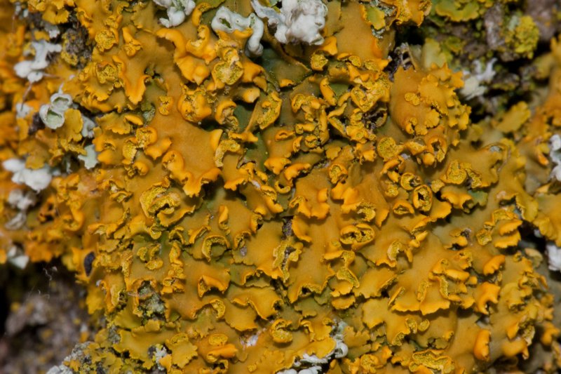 Xanthoria fallax