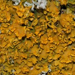 Xanthoria fallax