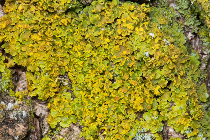 Xanthoria fallax