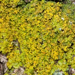 Xanthoria fallax