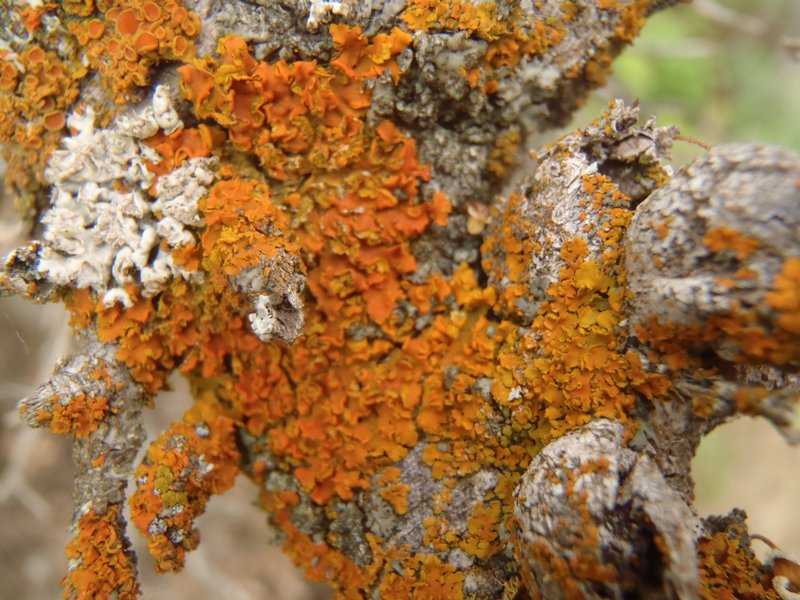 Xanthoria fallax