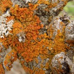 Xanthoria fallax