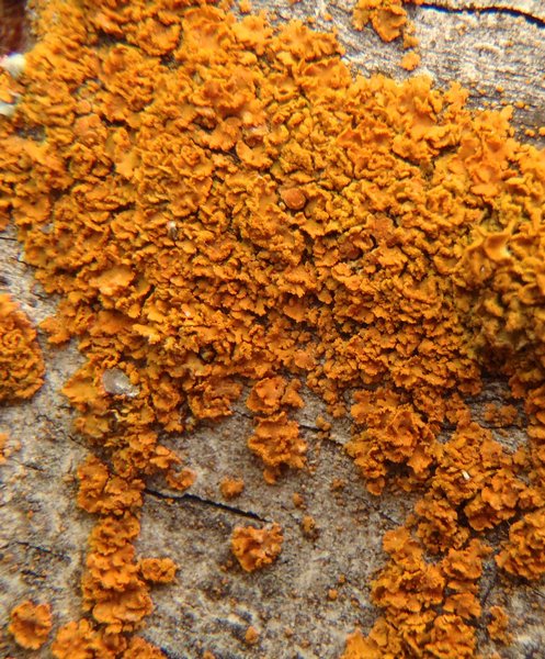 Xanthoria fallax