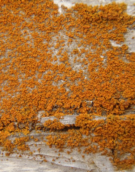 Xanthoria fallax