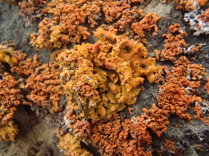 Xanthoria fallax