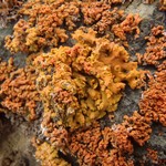 Xanthoria fallax