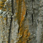 Xanthoria fulva