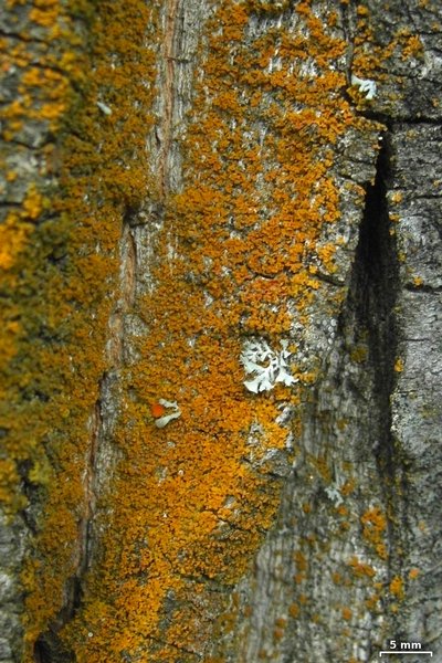 Xanthoria fulva