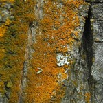 Xanthoria fulva