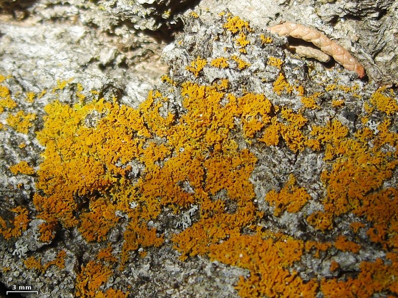 Xanthoria fulva