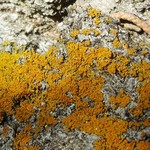 Xanthoria fulva