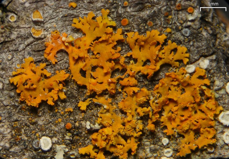 Xanthoria fulva