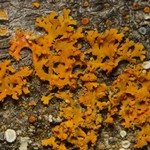 Xanthoria fulva