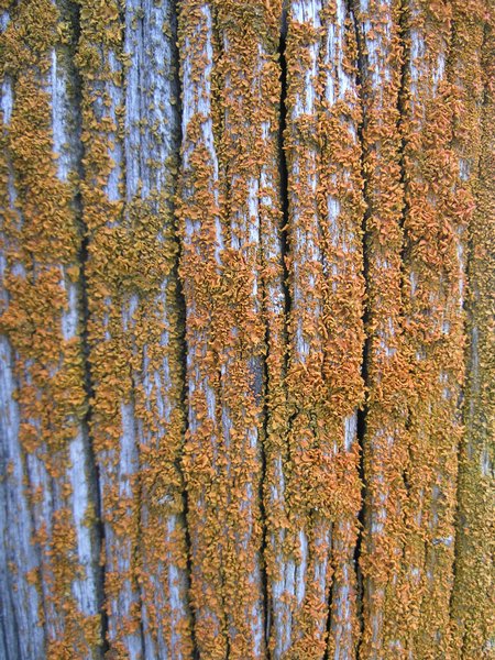 Xanthoria galericulata