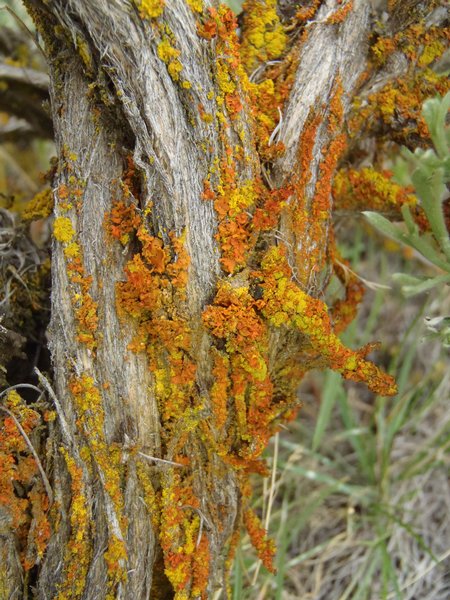 Xanthoria galericulata