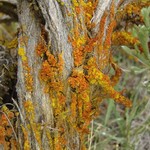 Xanthoria galericulata
