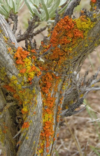 Xanthoria galericulata
