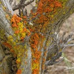 Xanthoria galericulata