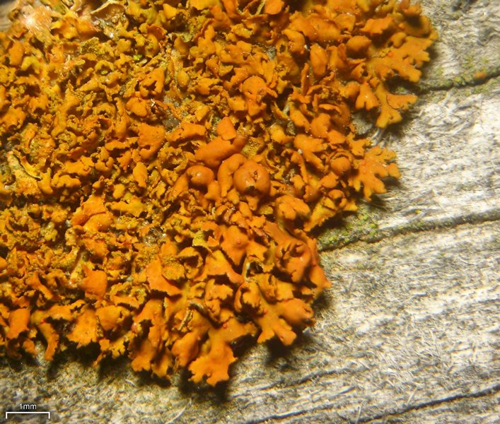 Xanthoria galericulata