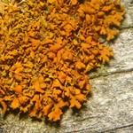 Xanthoria galericulata
