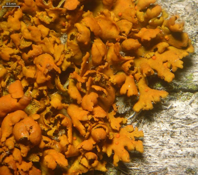 Xanthoria galericulata
