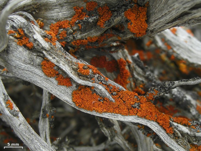 Xanthoria galericulata