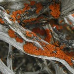 Xanthoria galericulata