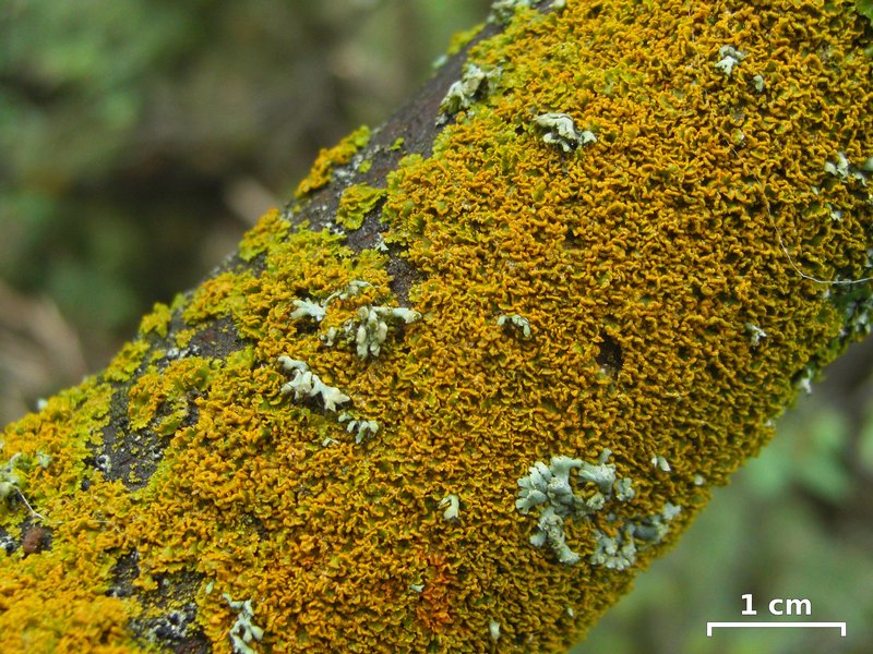 Xanthoria galericulata