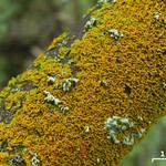 Xanthoria galericulata