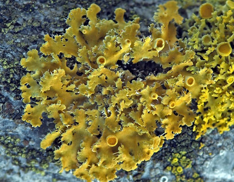 Xanthoria hasseana