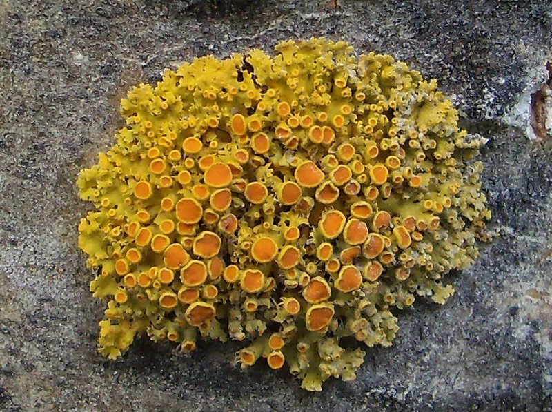 Xanthoria hasseana