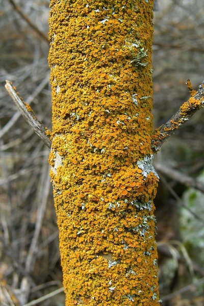 Xanthoria hasseana