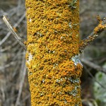 Xanthoria hasseana