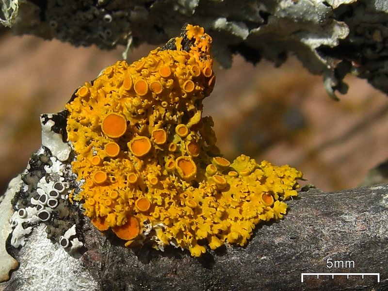 Xanthoria hasseana