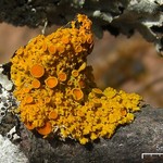 Xanthoria hasseana