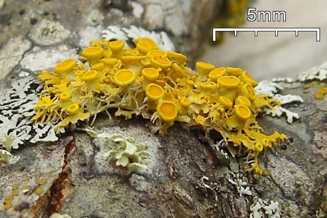 Xanthoria hasseana