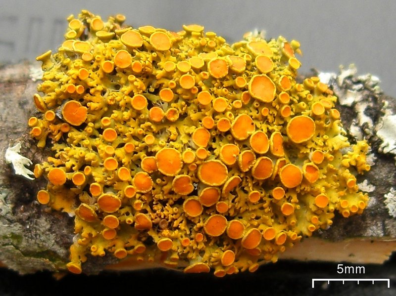 Xanthoria hasseana