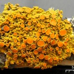 Xanthoria hasseana