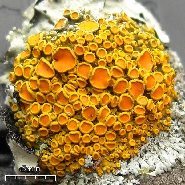 Xanthoria hasseana