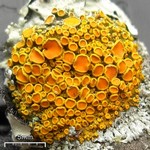 Xanthoria hasseana