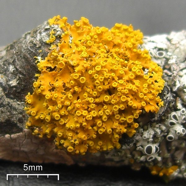 Xanthoria hasseana