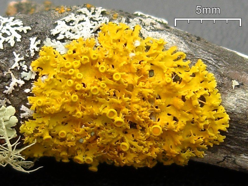 Xanthoria hasseana