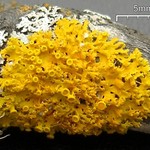 Xanthoria hasseana